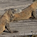 dragon_komodo_hsb_rinca_h_0745_kom2519.jpg